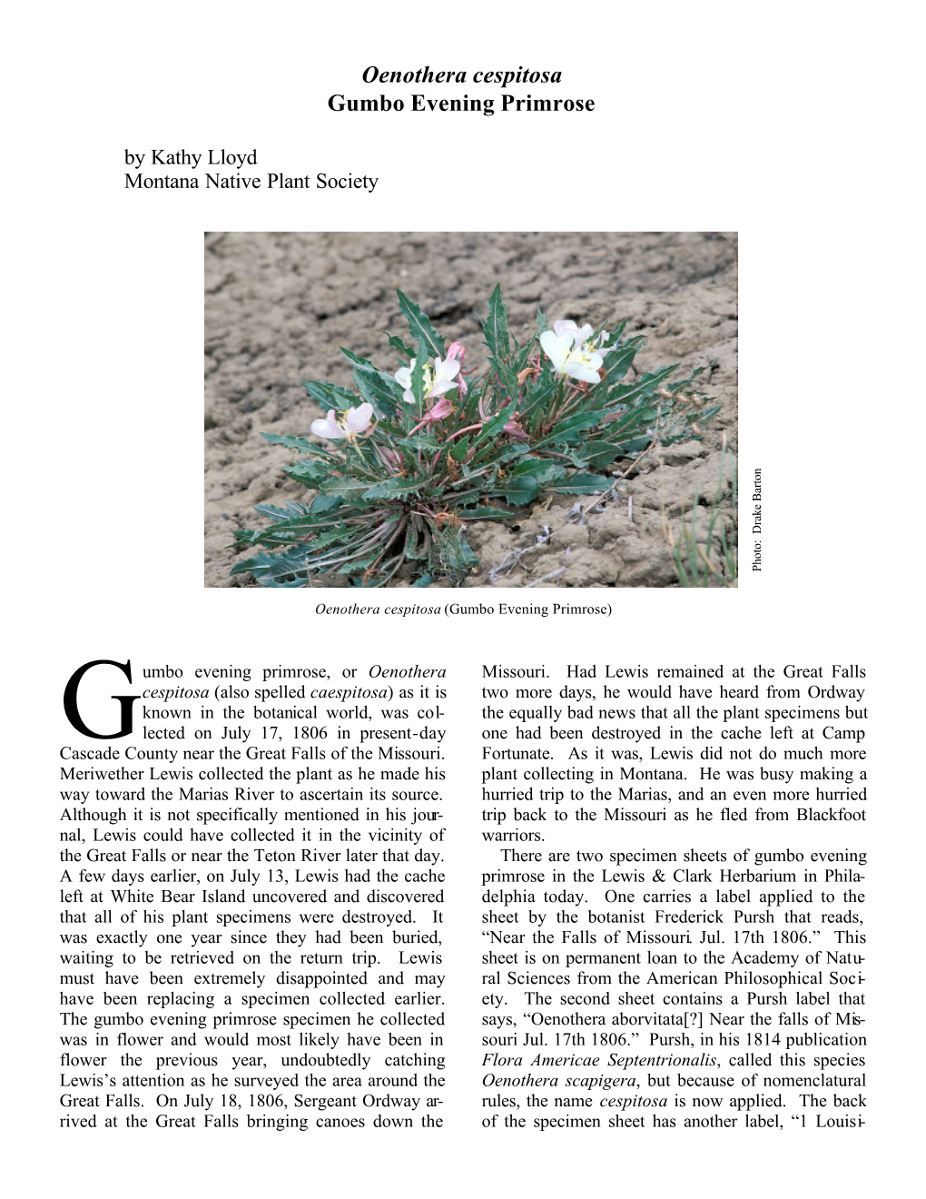 Oenothera Cespitosa Gumbo Evening Primrose