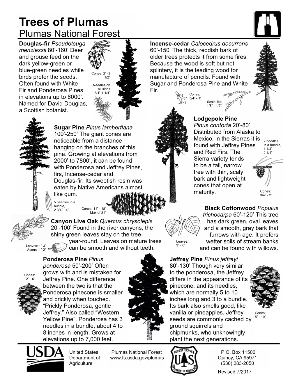 Trees of Plumas