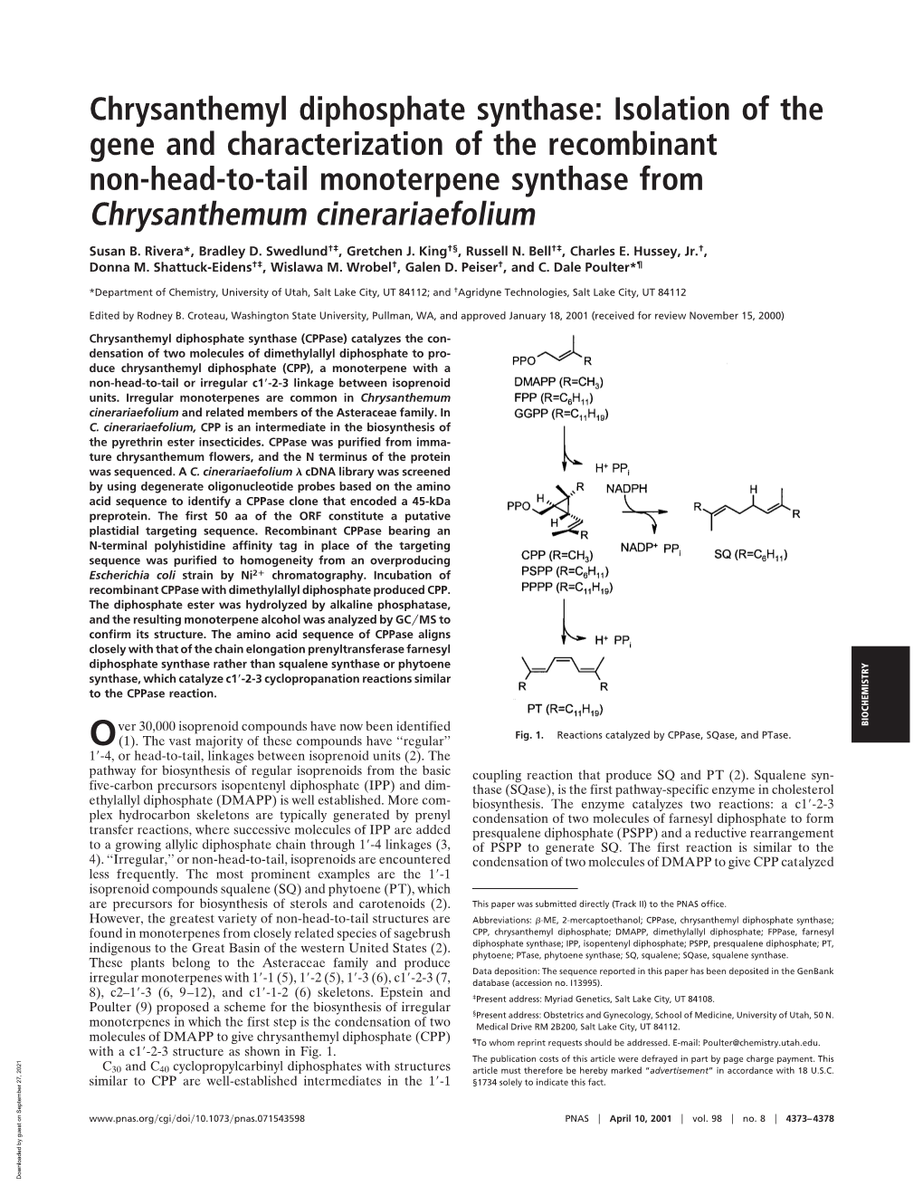 Chrysanthemyl Diphosphate Synthase