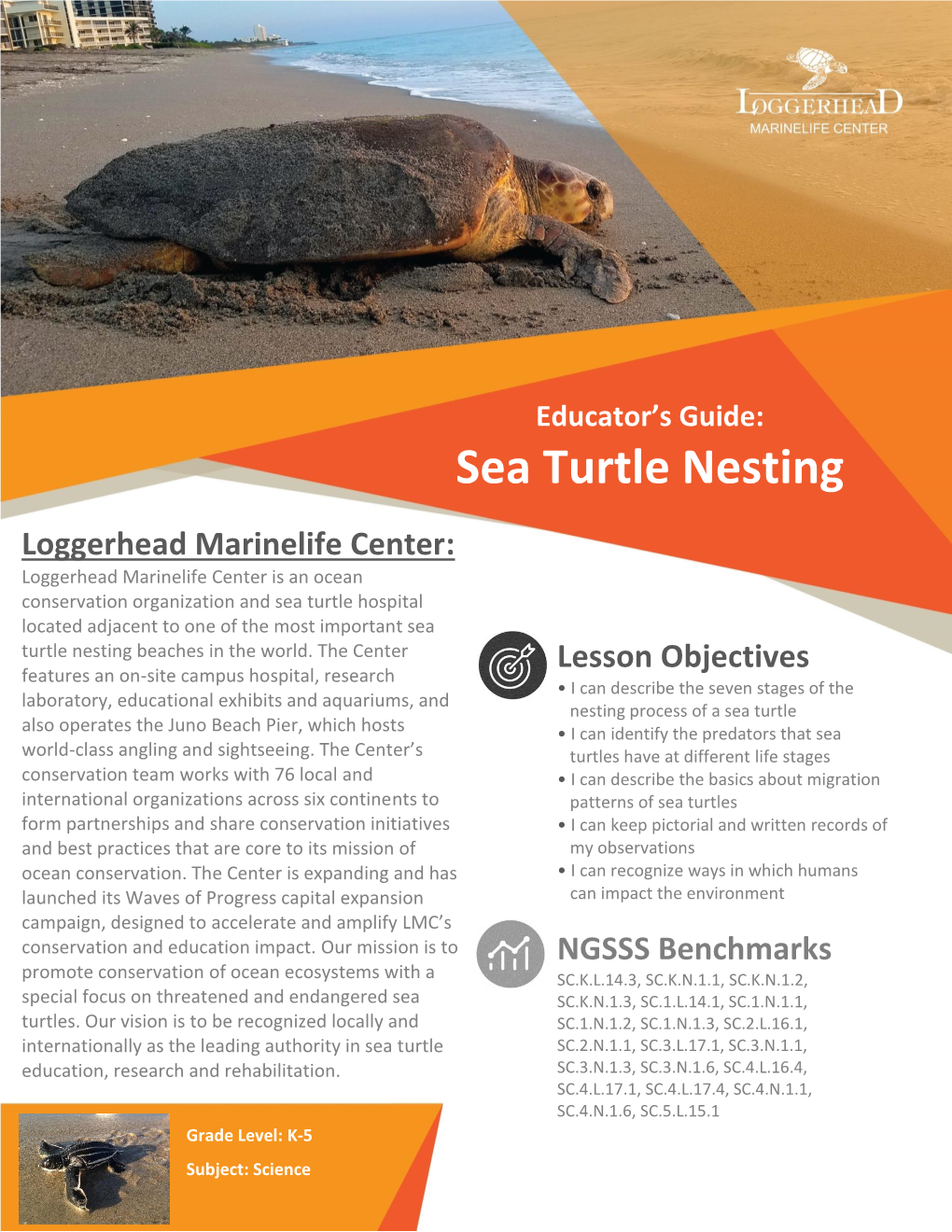 Sea Turtle Nesting