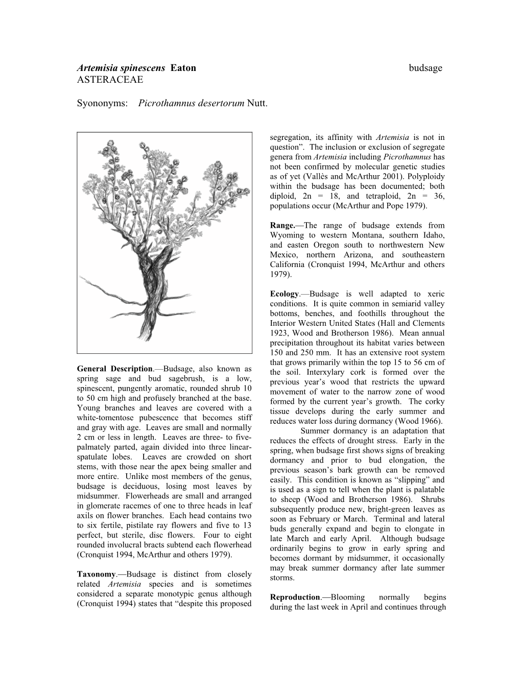 Artemisia Spinescens Eaton Budsage ASTERACEAE