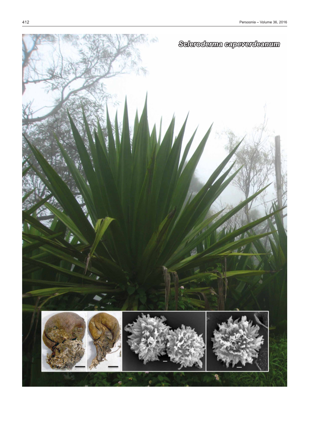 Scleroderma Capeverdeanum Fungal Planet Description Sheets 413
