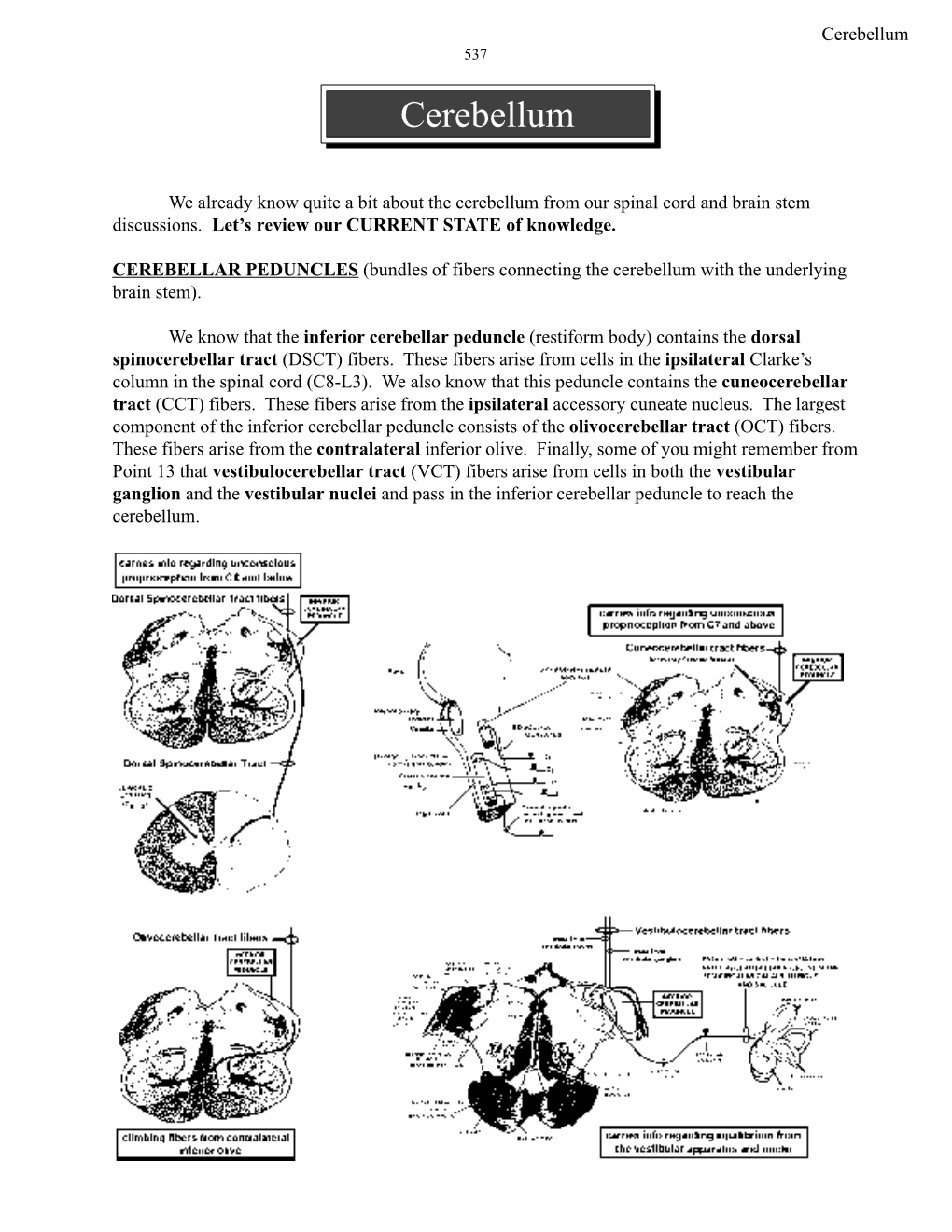 Cerebellum 537 Cerebellum