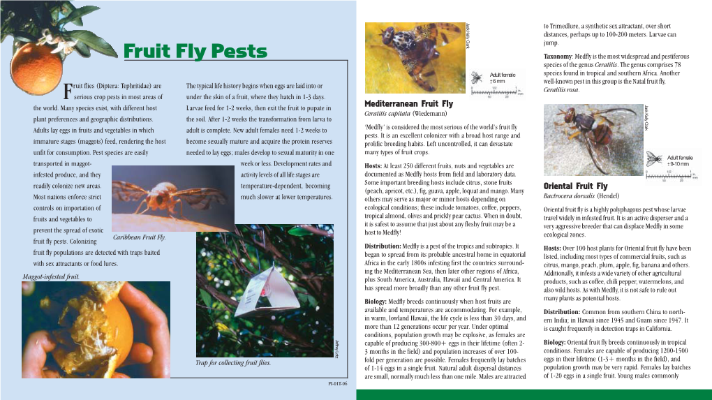 Fruit Fly Pests Taxonomy: Medfly Is the Most Widespread and Pestiferous Species of the Genus Ceratitis