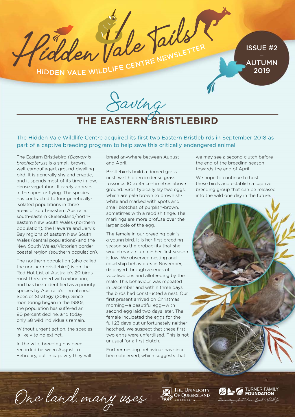 The Eastern Bristlebird