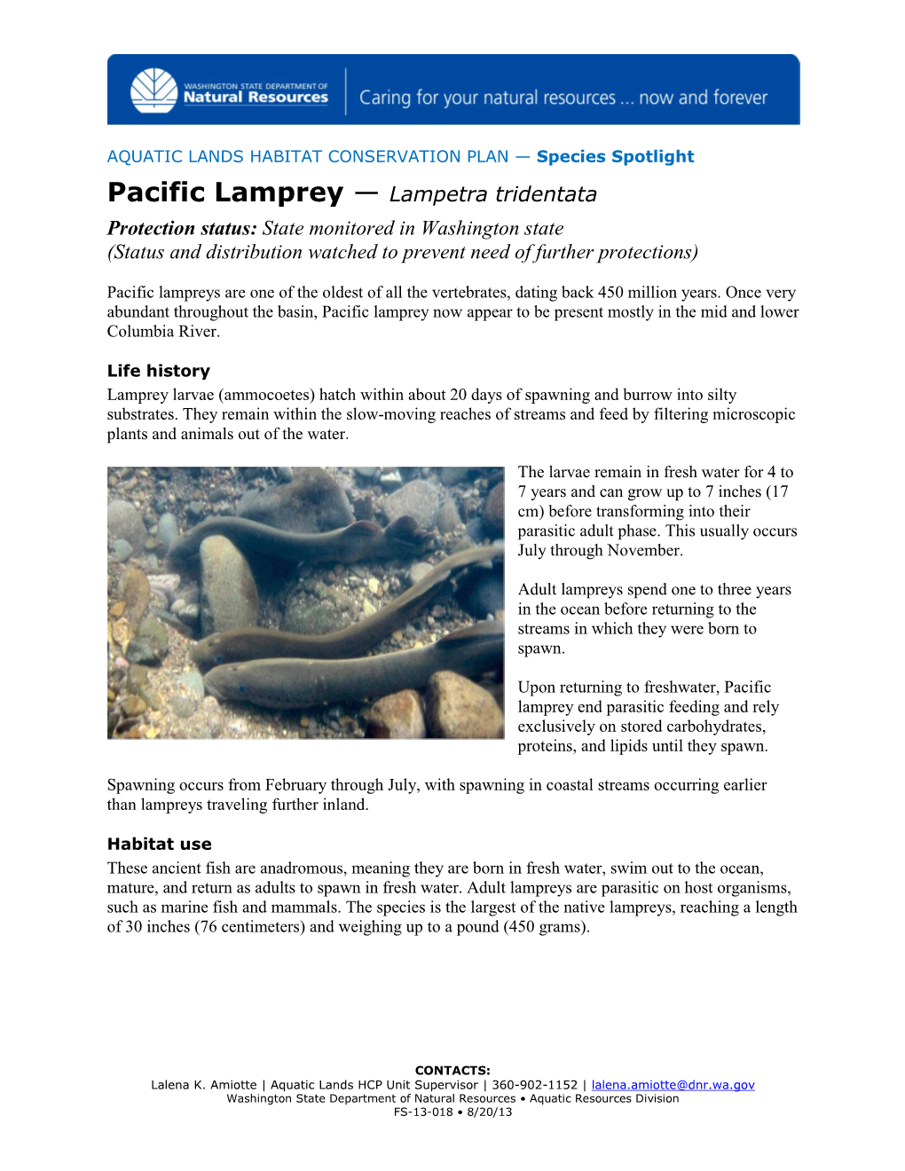 Pacific Lamprey — Lampetra Tridentata Protection Status: State Monitored in Washington State (Status and Distribution Watched to Prevent Need of Further Protections)