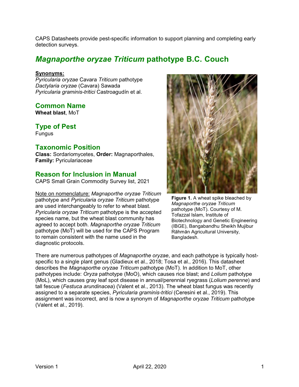 Magnaporthe Oryzae Triticum Pathotype B.C. Couch