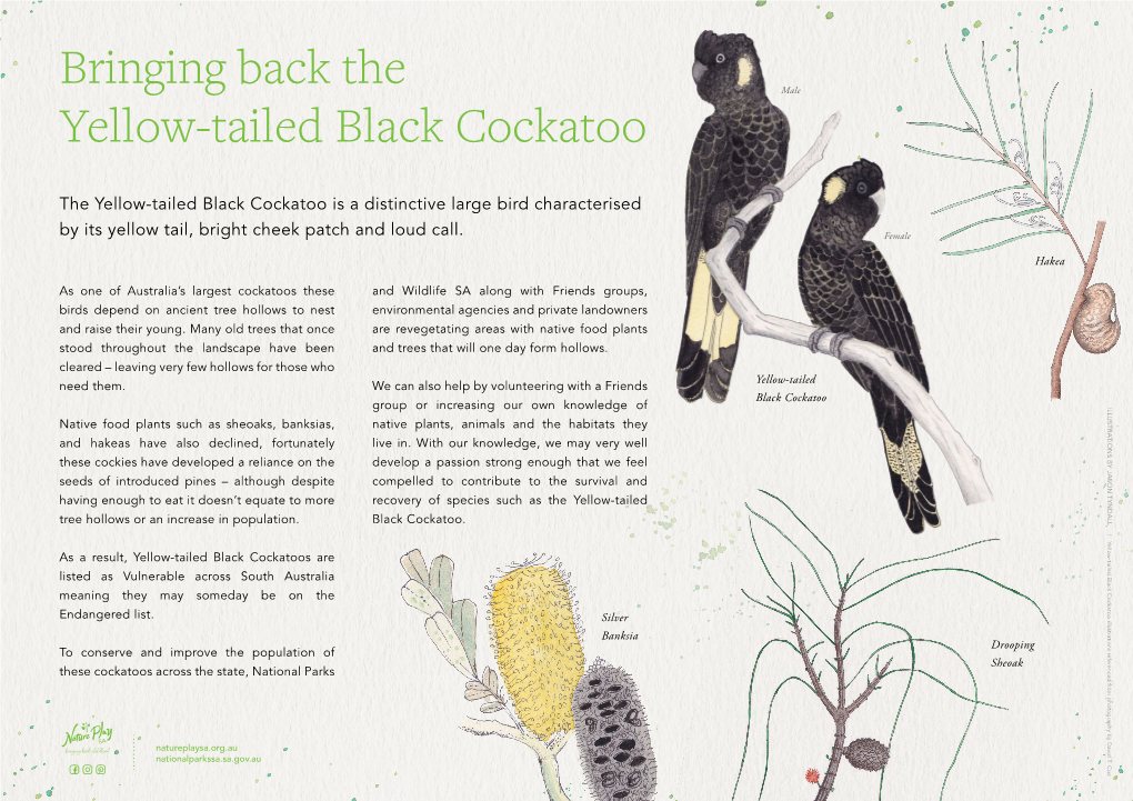 Bringing Back the Yellow-Tailed Black Cockatoo