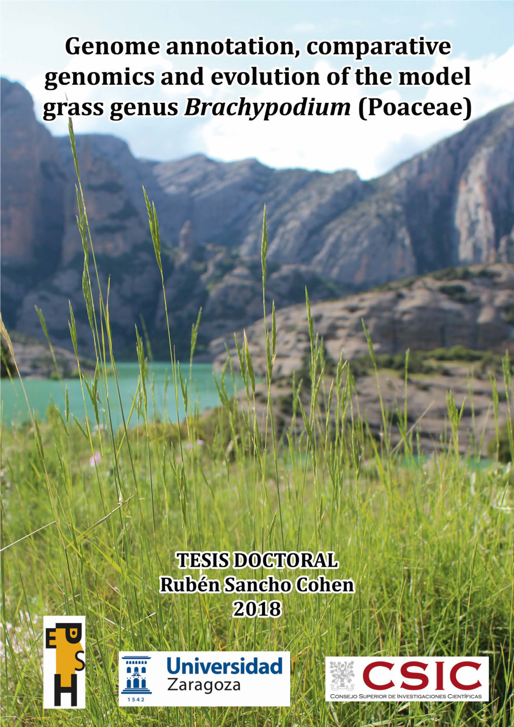 Genome Annotation, Comparative Genomics and Evolution of the Model Grass Genus Brachypodium (Poaceae)