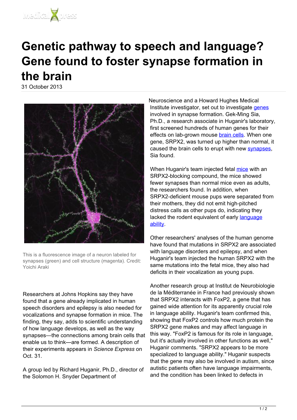 Genetic Pathway to Speech and Language? Gene Found to Foster Synapse Formation in the Brain 31 October 2013