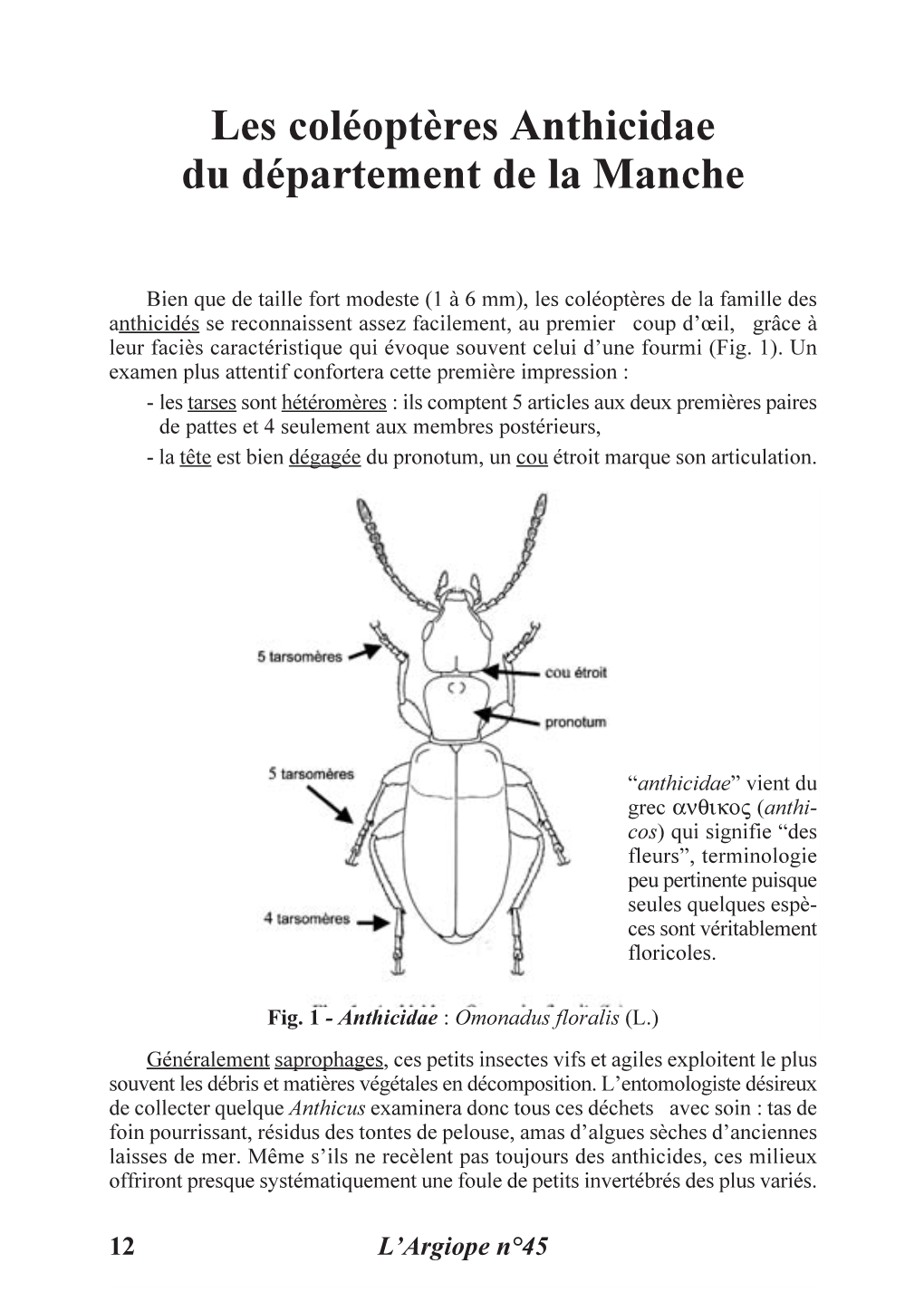 Les Coléoptères Anthicidae Du Département De La Manche