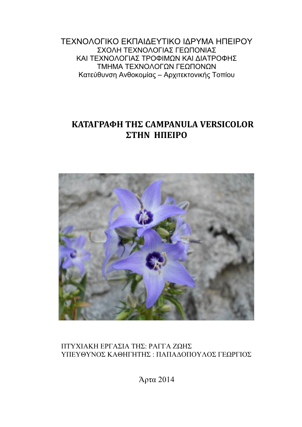 Καταγραφη Της Campanula Versicolor Στην Ηπειρο