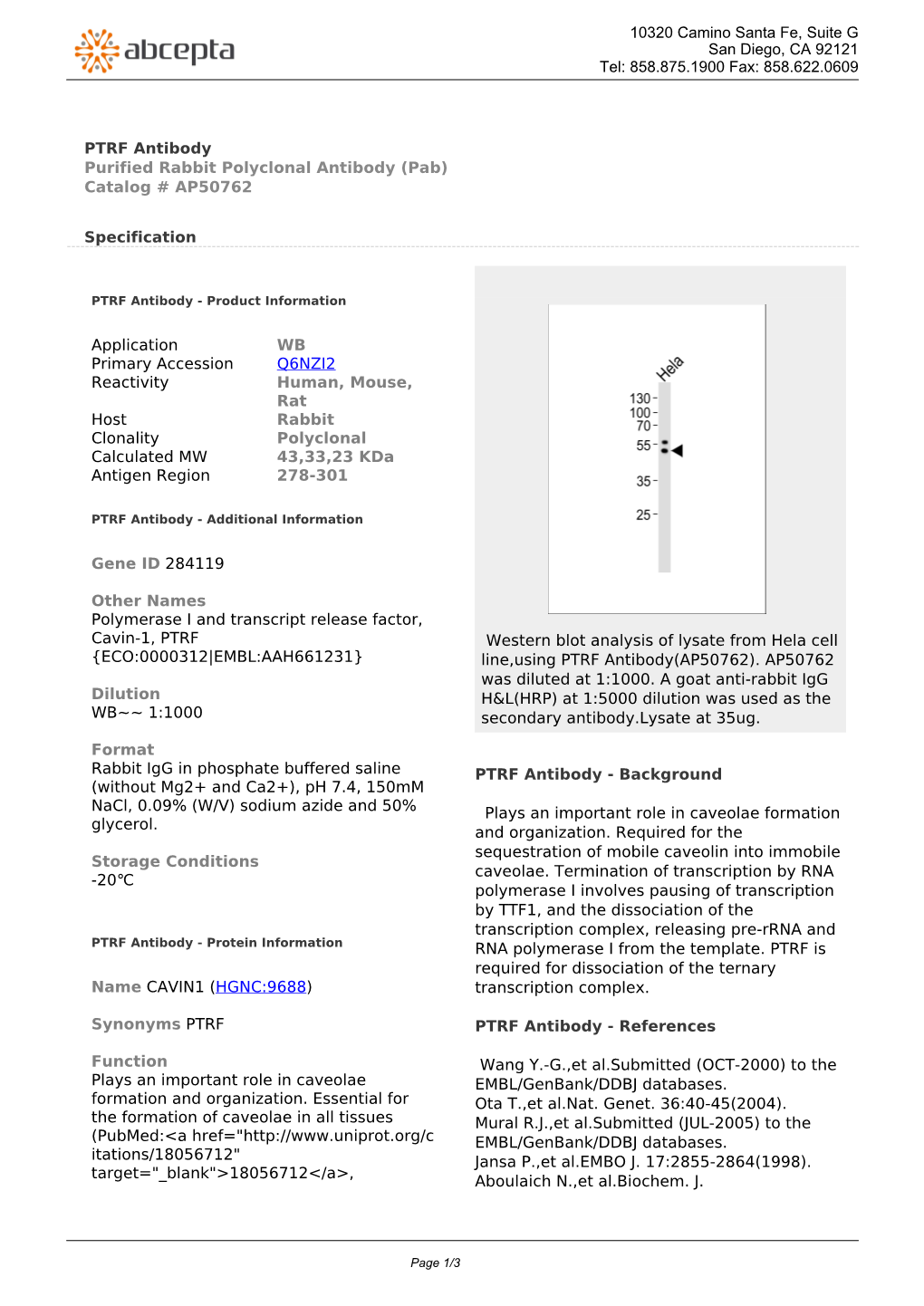 PTRF Antibody Purified Rabbit Polyclonal Antibody (Pab) Catalog # AP50762