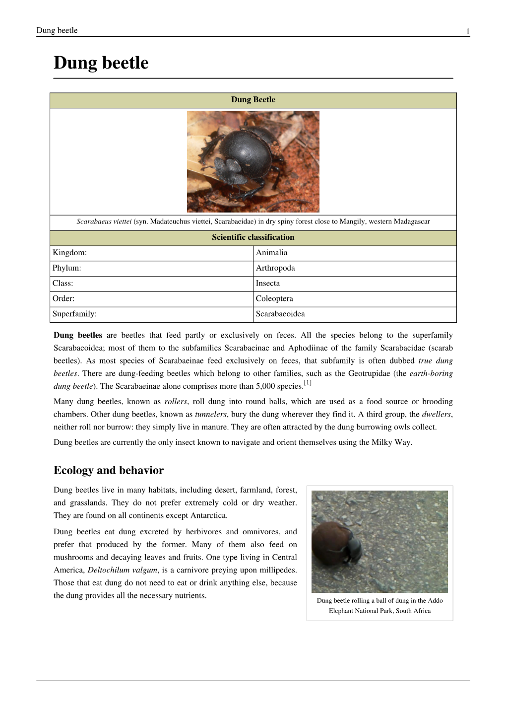 Dung Beetle 1 Dung Beetle