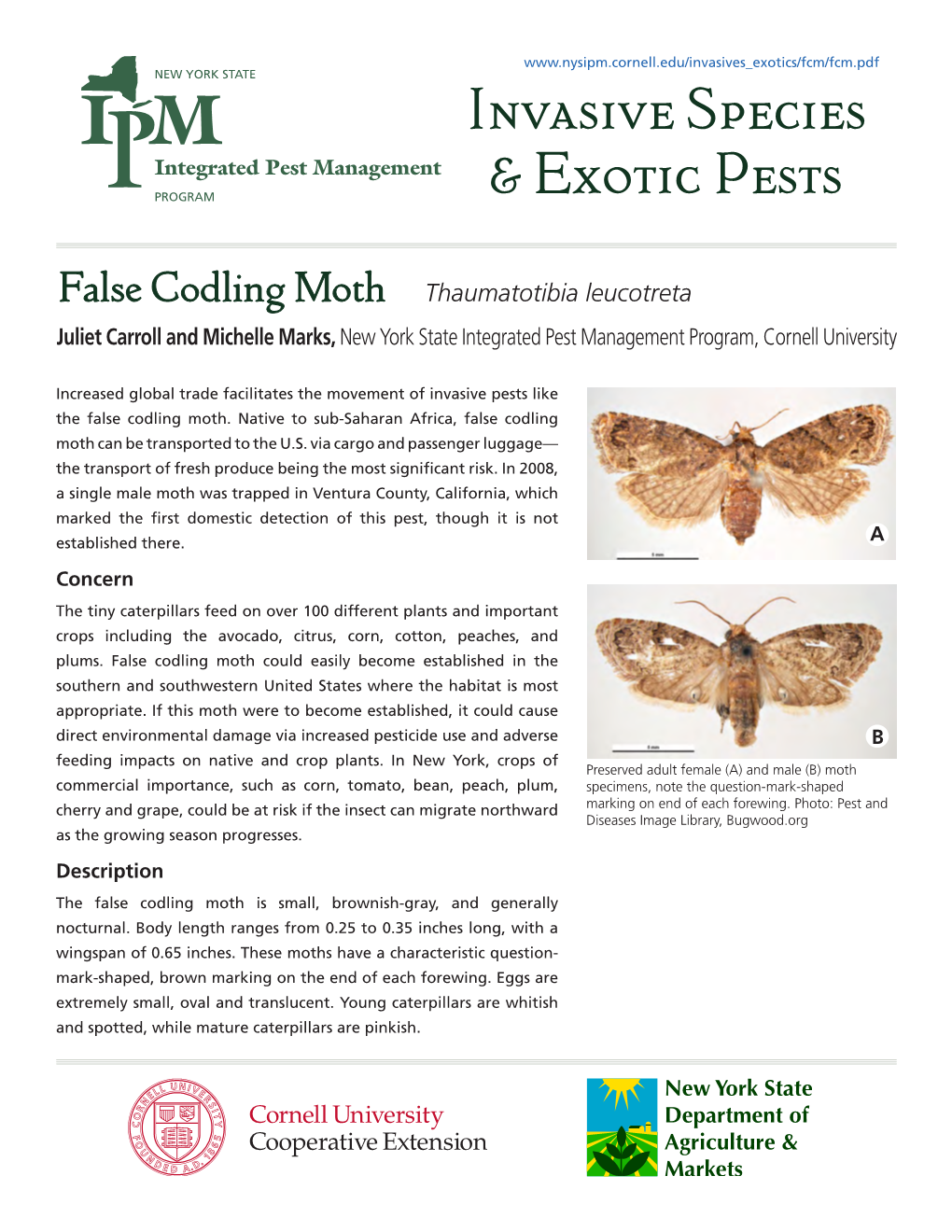 False Codling Moth Thaumatotibia Leucotreta Juliet Carroll and Michelle Marks, New York State Integrated Pest Management Program, Cornell University