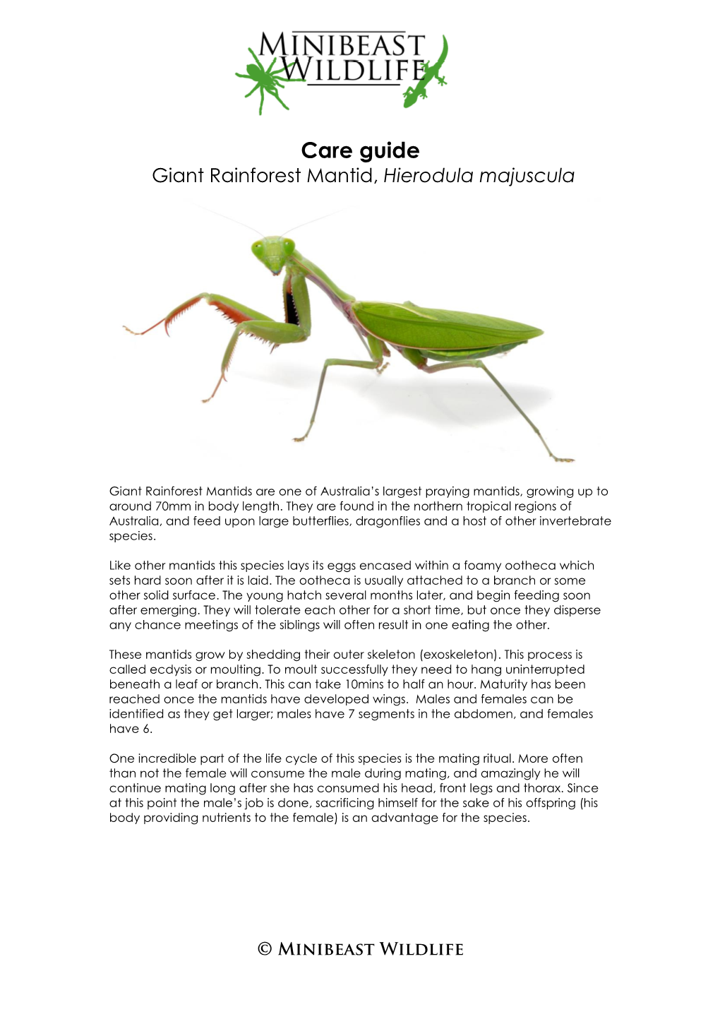 Giant Rainforest Mantis, Hierodula Majuscula