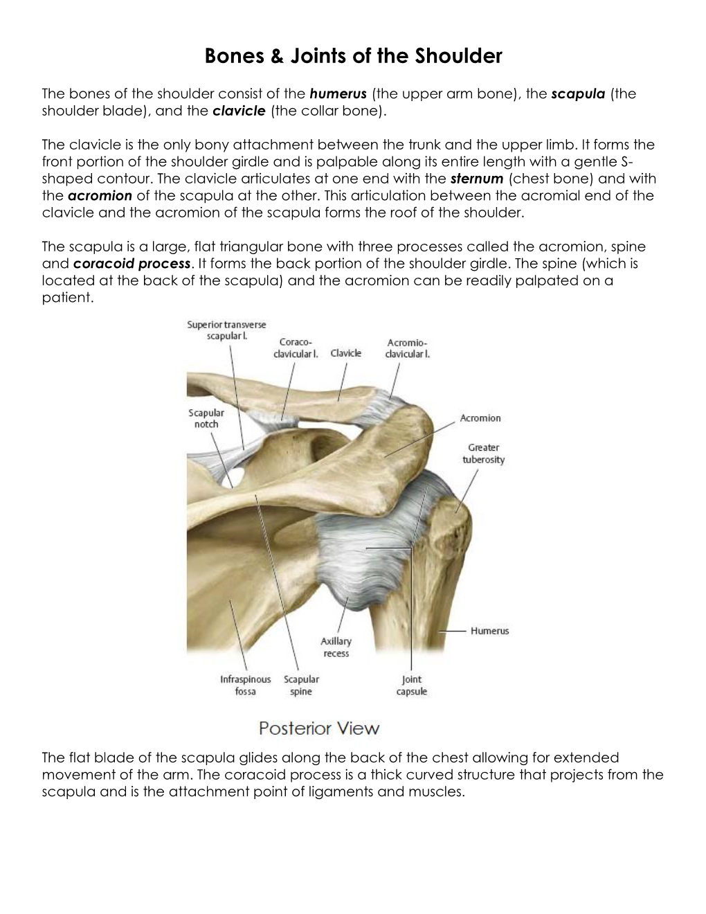 Bones & Joints of the Shoulder