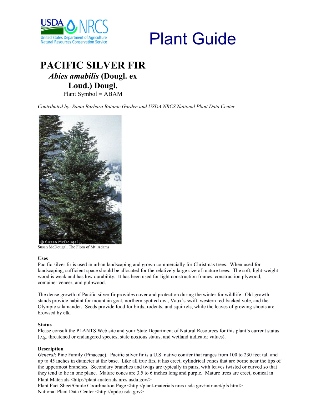 Pacific Silver Fir