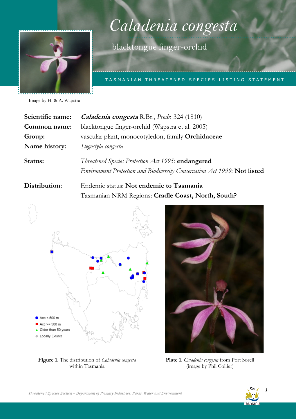 Caladenia Congesta Congesta (Blacktongue Finger-Orchid)