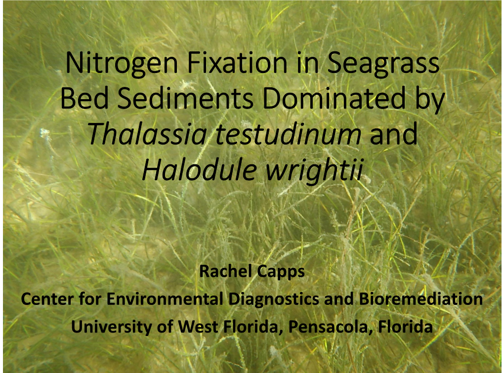 Nitrogen Fixation in Seagrass Bed Sediments Dominated by Thalassia Testudinum and Halodule Wrightii