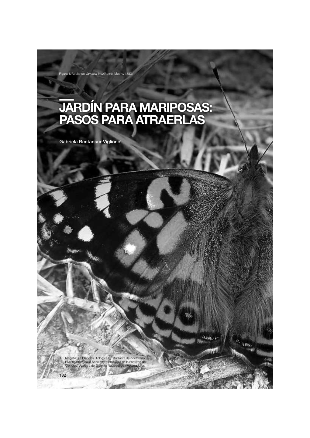 Jardín Para Mariposas: Pasos Para Atraerlas