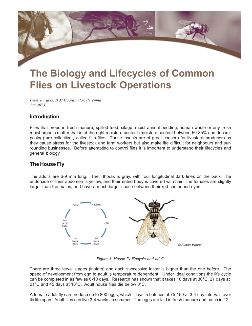 The Biology and Lifecycles of Common Flies in Livestock Operations