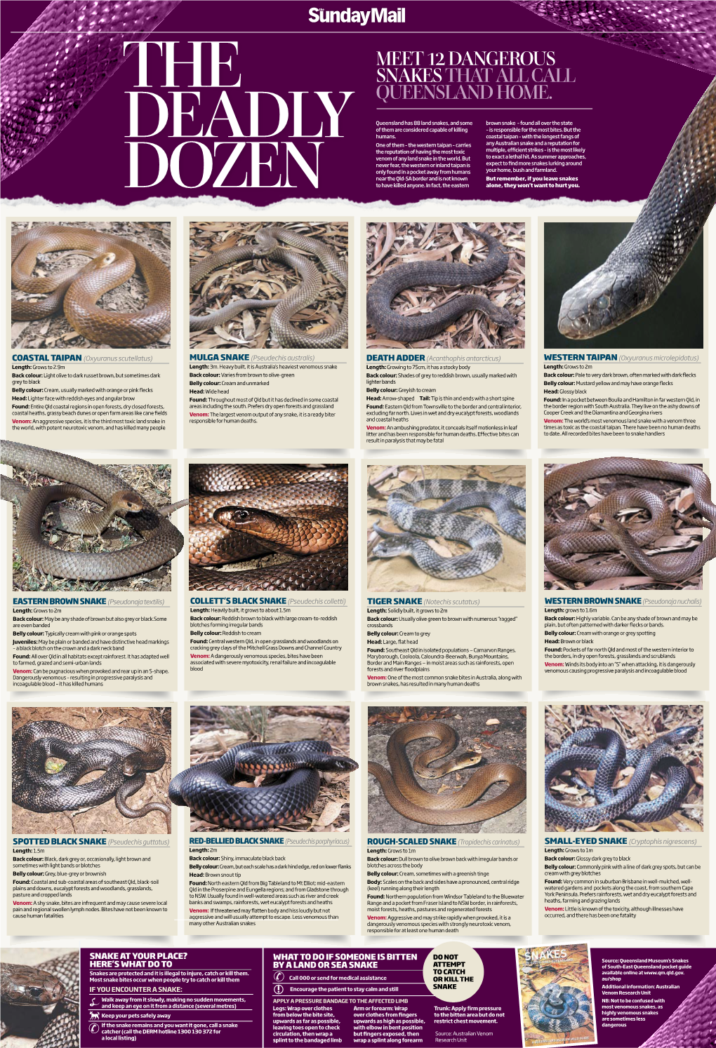 Meet 12 Dangerous Snakesthat All Call Queensland Home