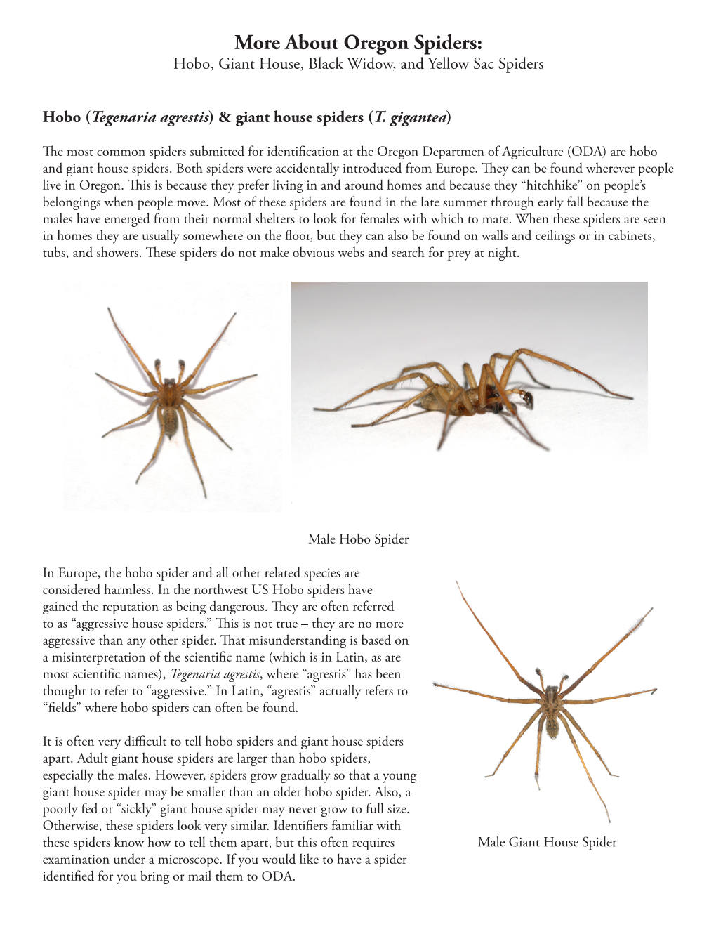 About Oregon Spiders: Hobo, Giant House, Black Widow, and Yellow Sac Spiders