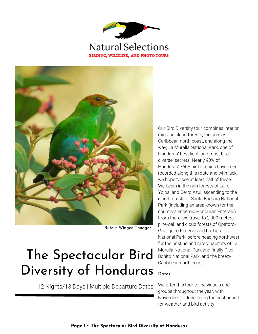 The Spectacular Bird Diversity of Honduras