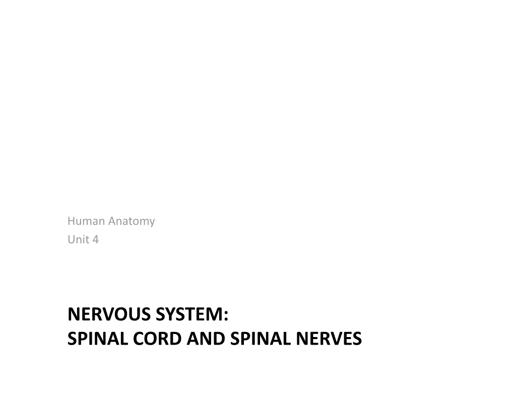 Nervous System: Spinal Cord and Spinal Nerves