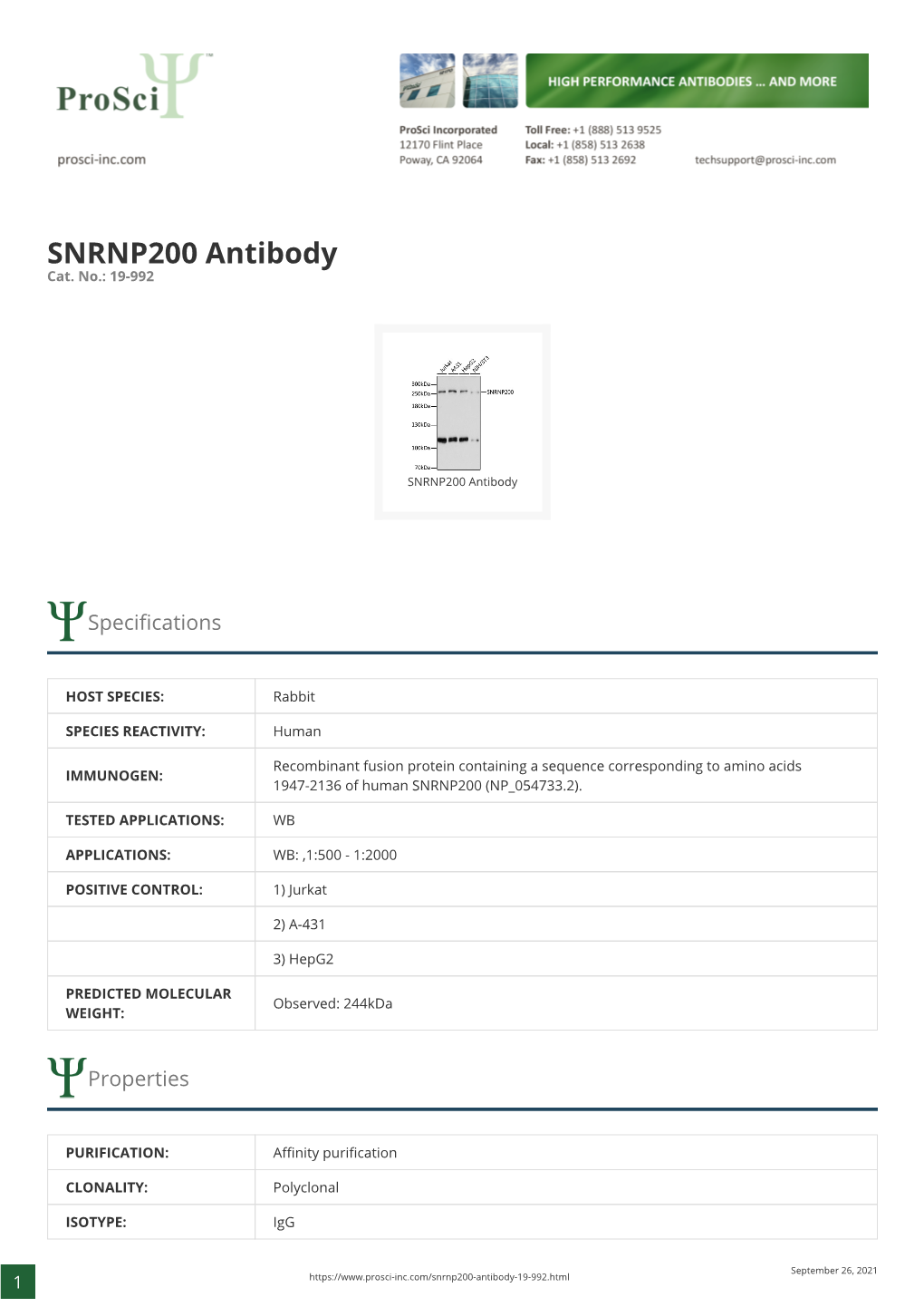 SNRNP200 Antibody Cat