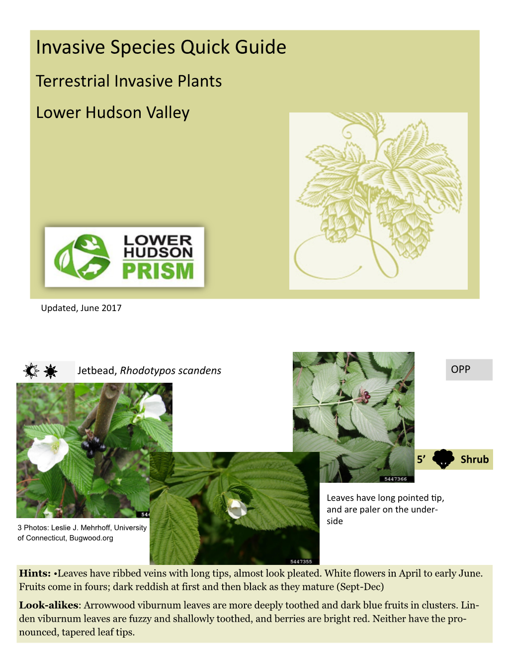 Invasive Species Quick Guide Terrestrial Invasive Plants Lower Hudson Valley