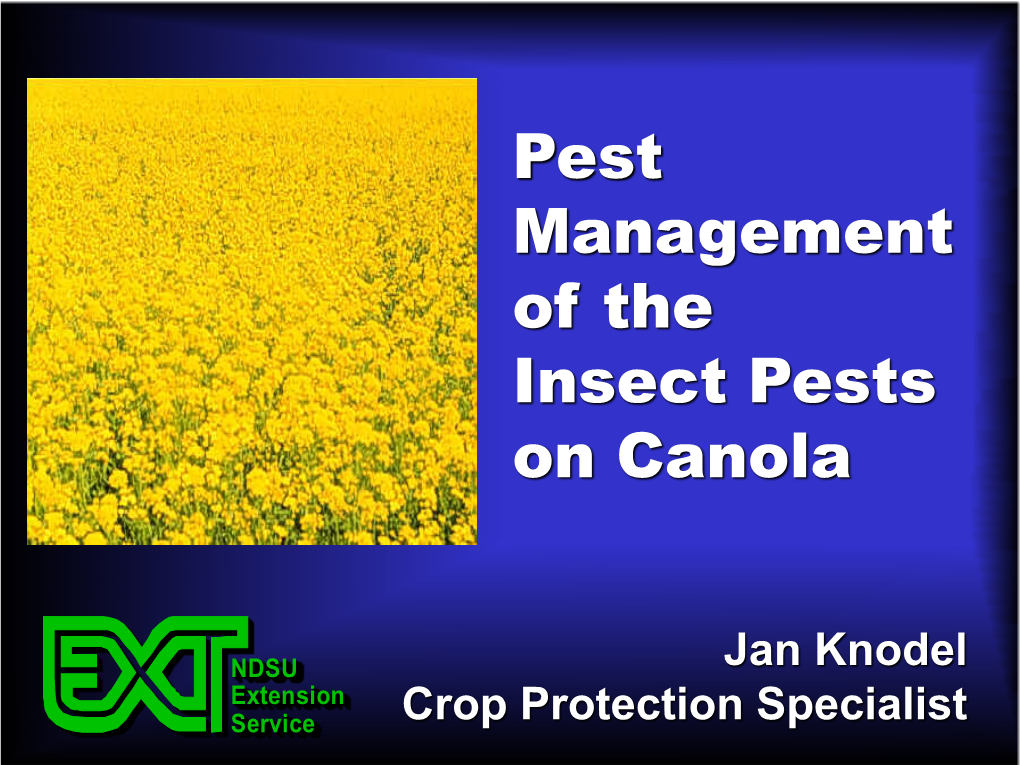 Pest Management of the Insect Pests on Canola