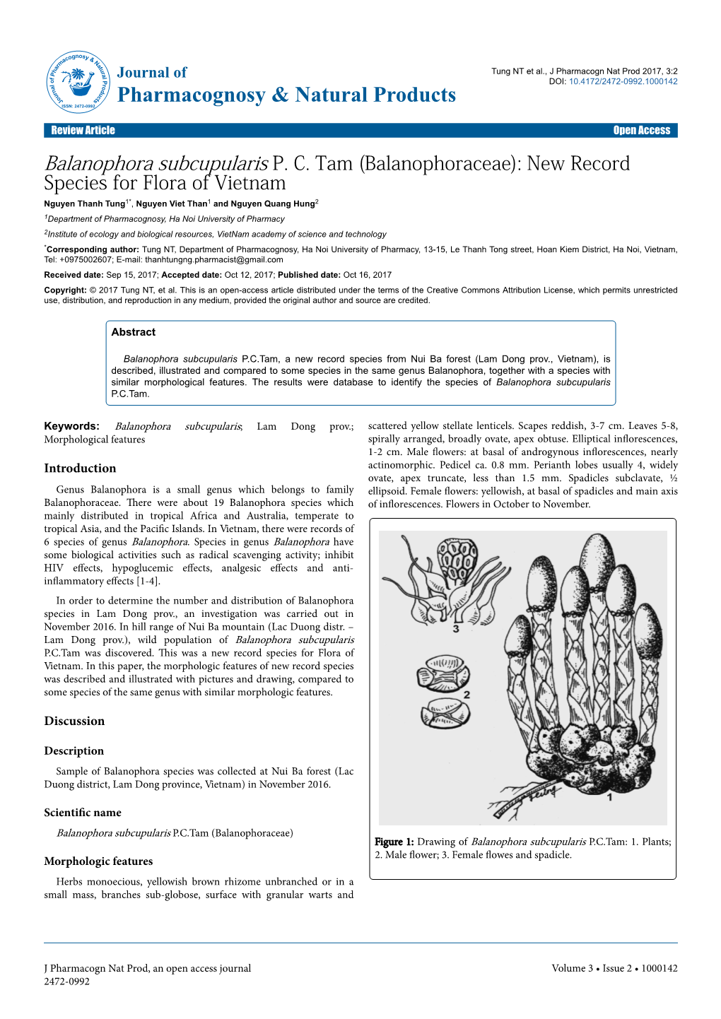 Balanophora Subcupularis PC Tam (Balanophoraceae)