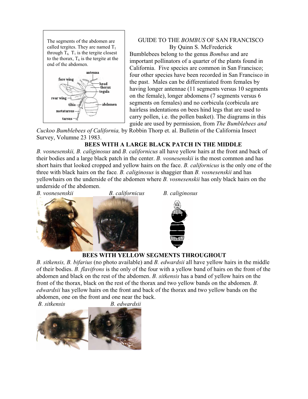 Guide to the Bombus of the Bay Area