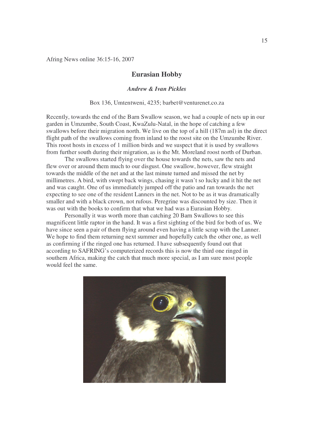 Eurasian Hobby