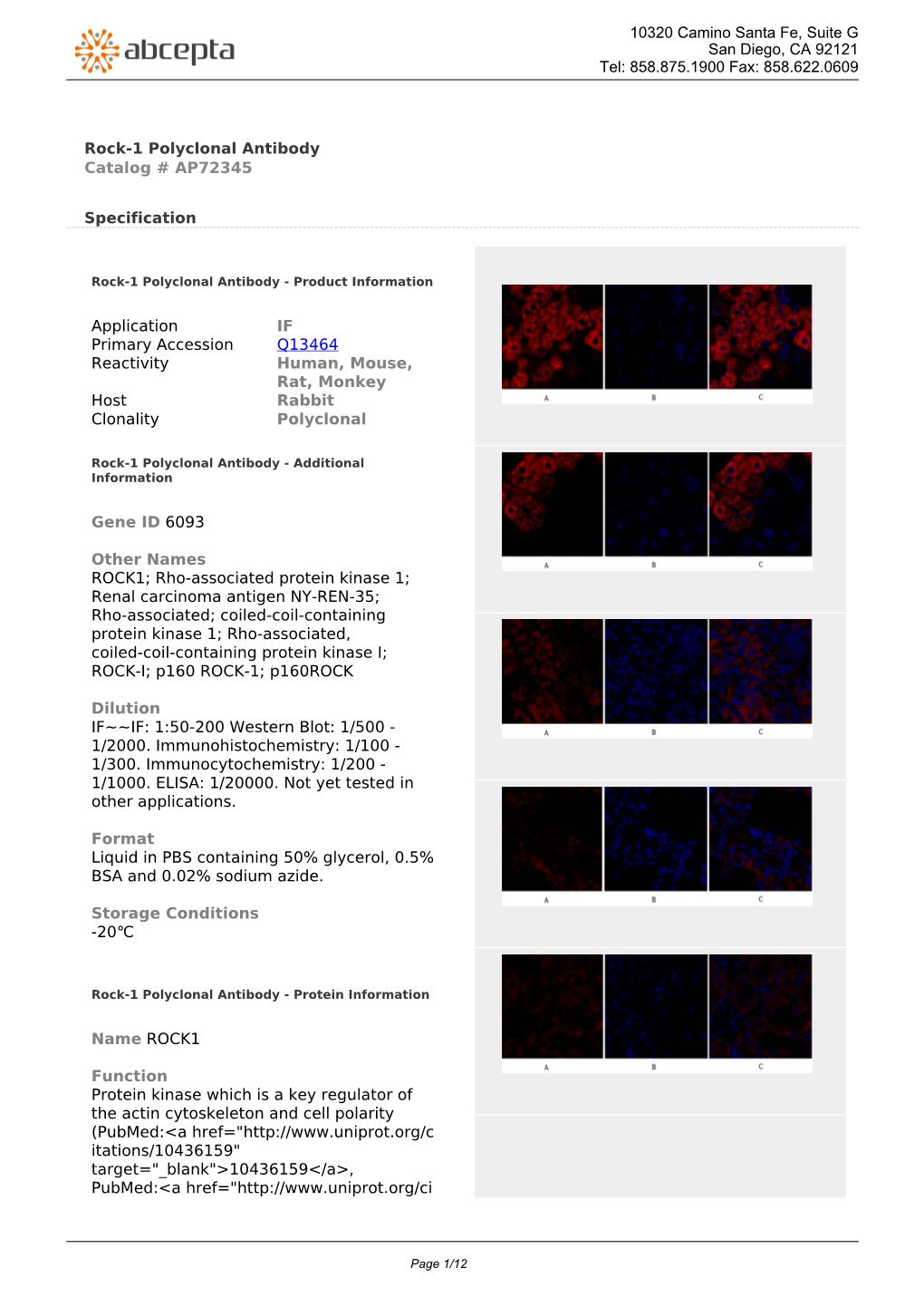Rock-1 Polyclonal Antibody Catalog # AP72345