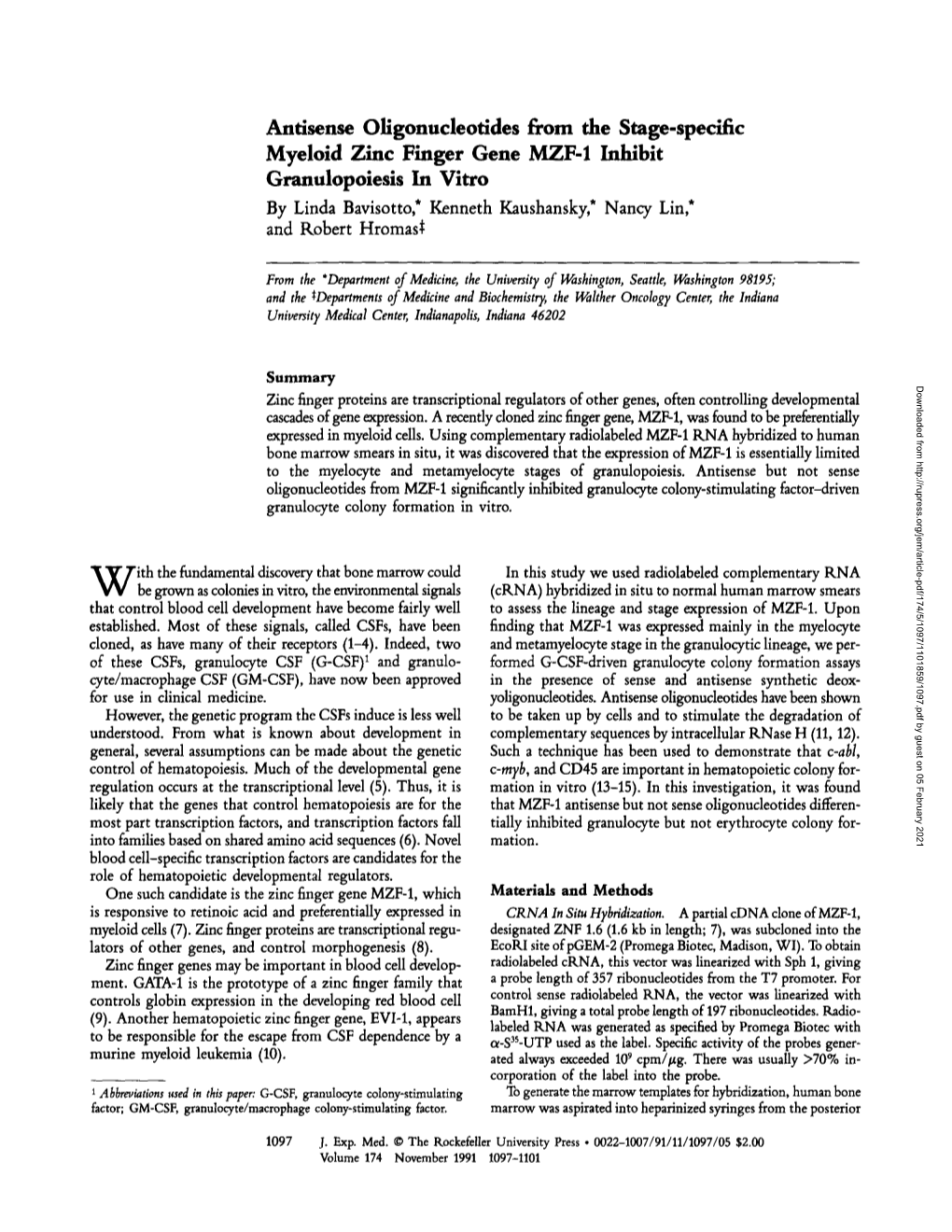 Antisense Oligonucleotides from the Stage-Specific Myeloid Zinc Finger