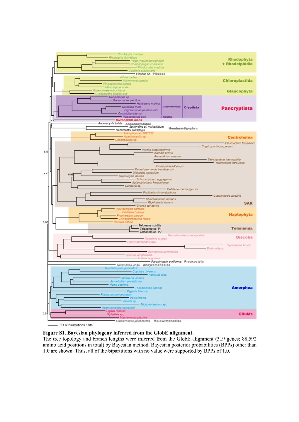 Figure S1. Bayesian Phylogeny Inferred from the Globe Alignment