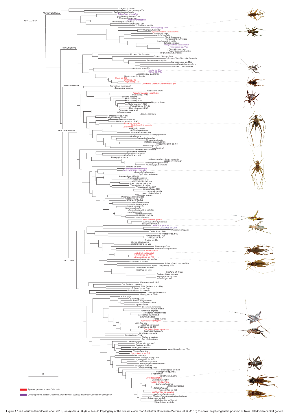 Figure 17, in Desutter-Grandcolas Et Al. 2016, Zoosystema 38 (4): 405-452