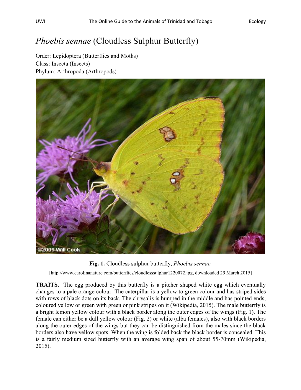 Phoebis Sennae (Cloudless Sulphur Butterfly)