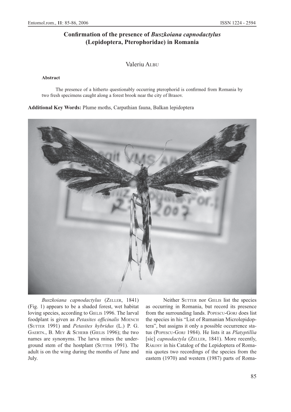 Confirmation of the Presence of Buszkoiana Capnodactylus (Lepidoptera, Pterophoridae) in Romania