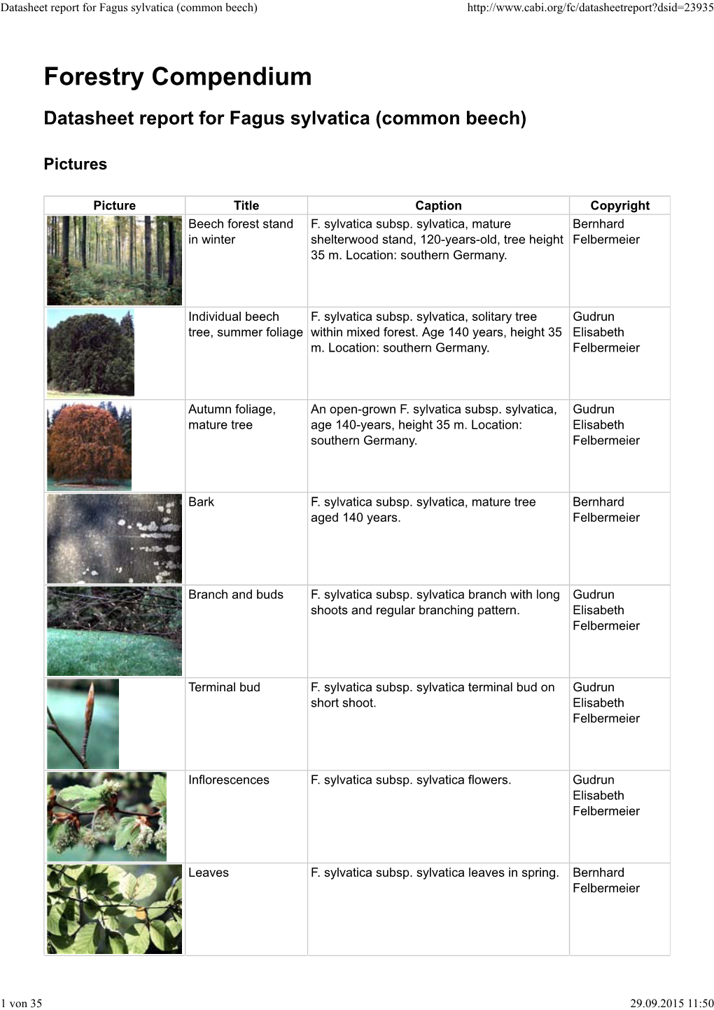 Datasheet Report for Fagus Sylvatica (Common Beech)