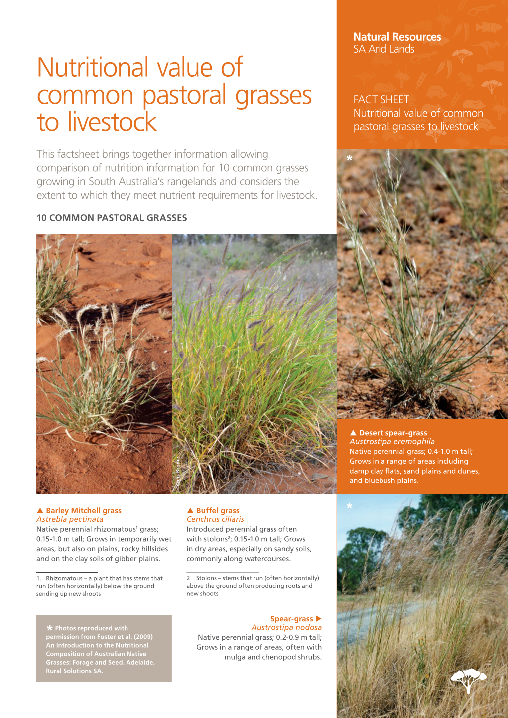 Nutritional Value of Common Pastoral Grasses to Livestock