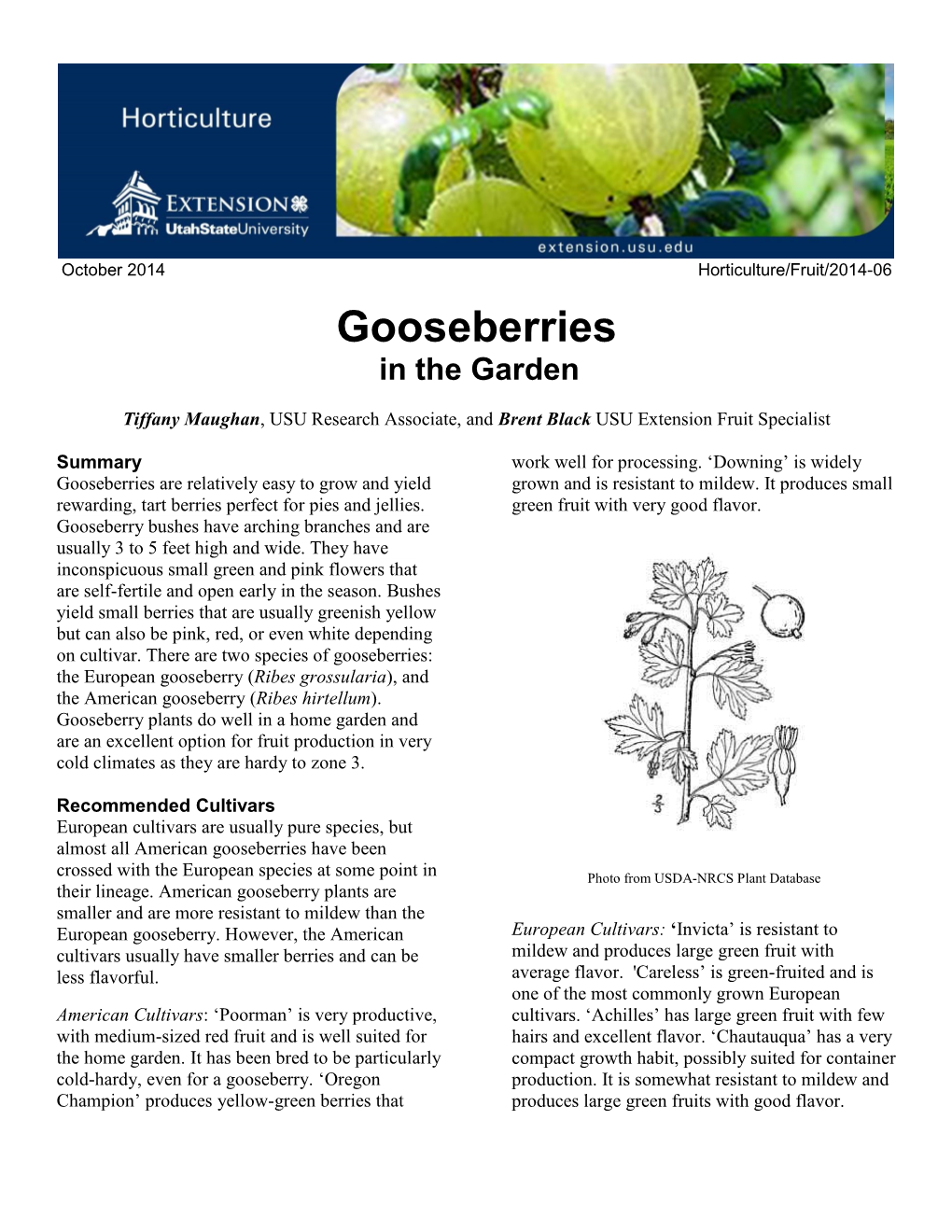 Gooseberries in the Garden