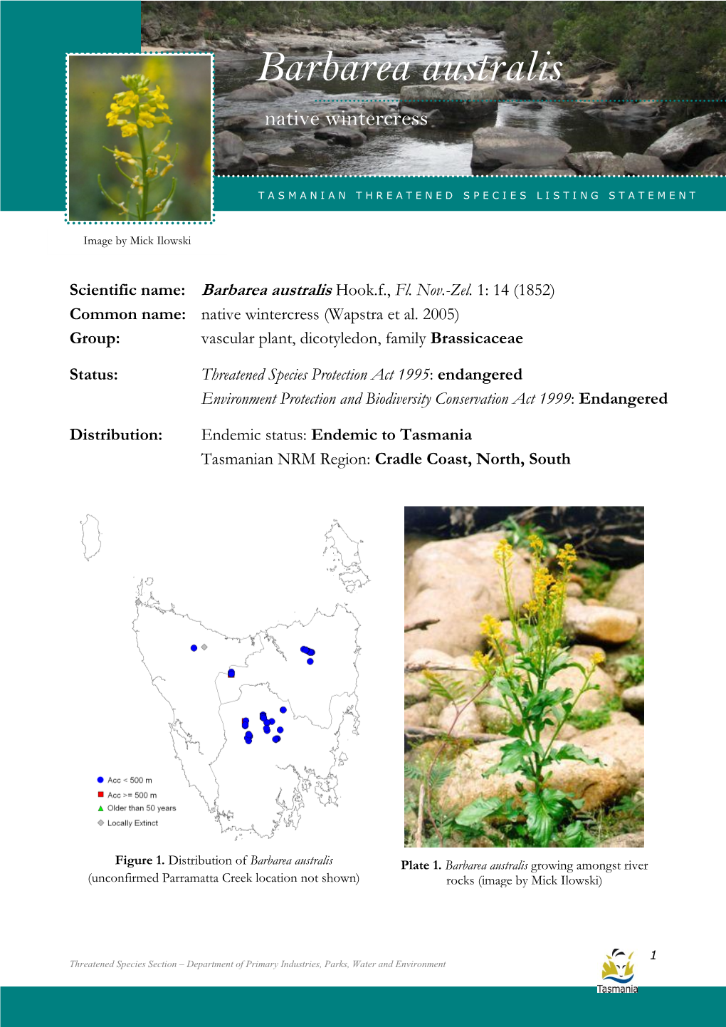 Barbarea Australis (Native Wintercress) Barbarea Australis