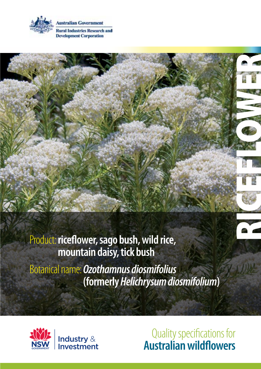 Product: Riceflower, Sago Bush, Wild Rice