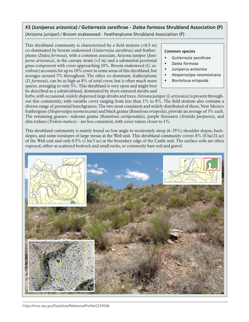 3 (Juniperus Arizonica) / Gutierrezia Sarothrae