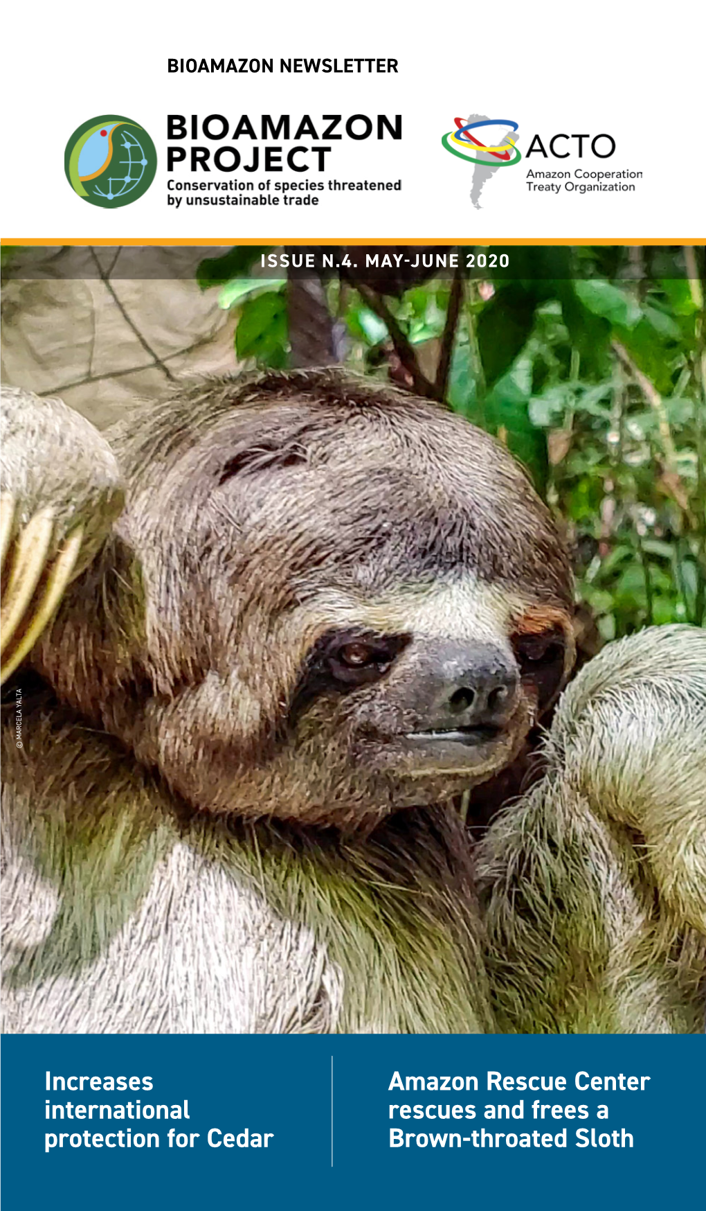 Amazon Rescue Center Rescues and Frees a Brown-Throated Sloth Meet “Schumacher”, a Sloth Rescued While Trying to Cross a Road in Iquitos (Peru)