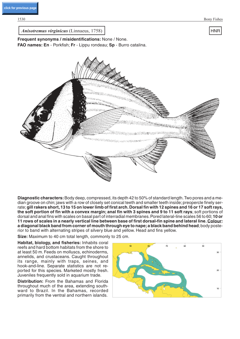 Anisotremus Virginicus (Linnaeus, 1758) HNR Frequent Synonyms / Misidentifications: None / None